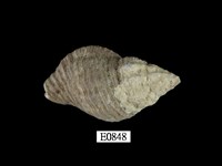 藏品(焦黃峨螺)的圖片